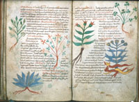 Bibliodyssey, illustrated herbal