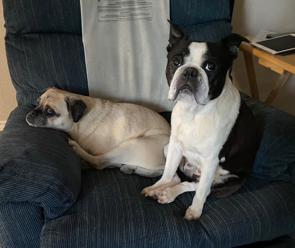 2 dogs in a recliner, Tyler (Puggle) and Becky (Boston Terrier